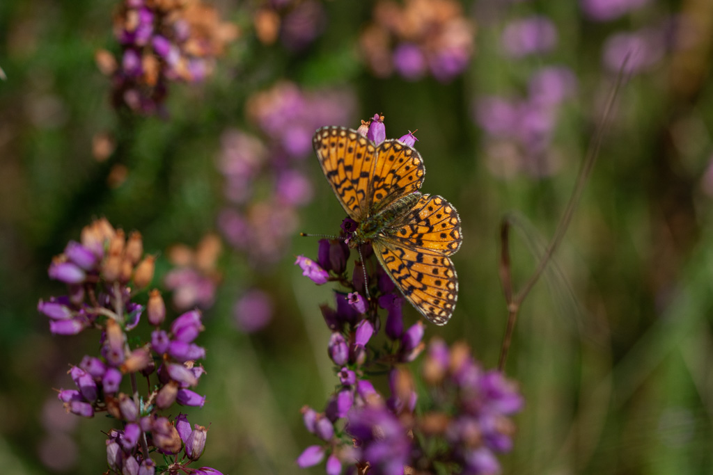 Papillon - Petit collier argenté.jpg