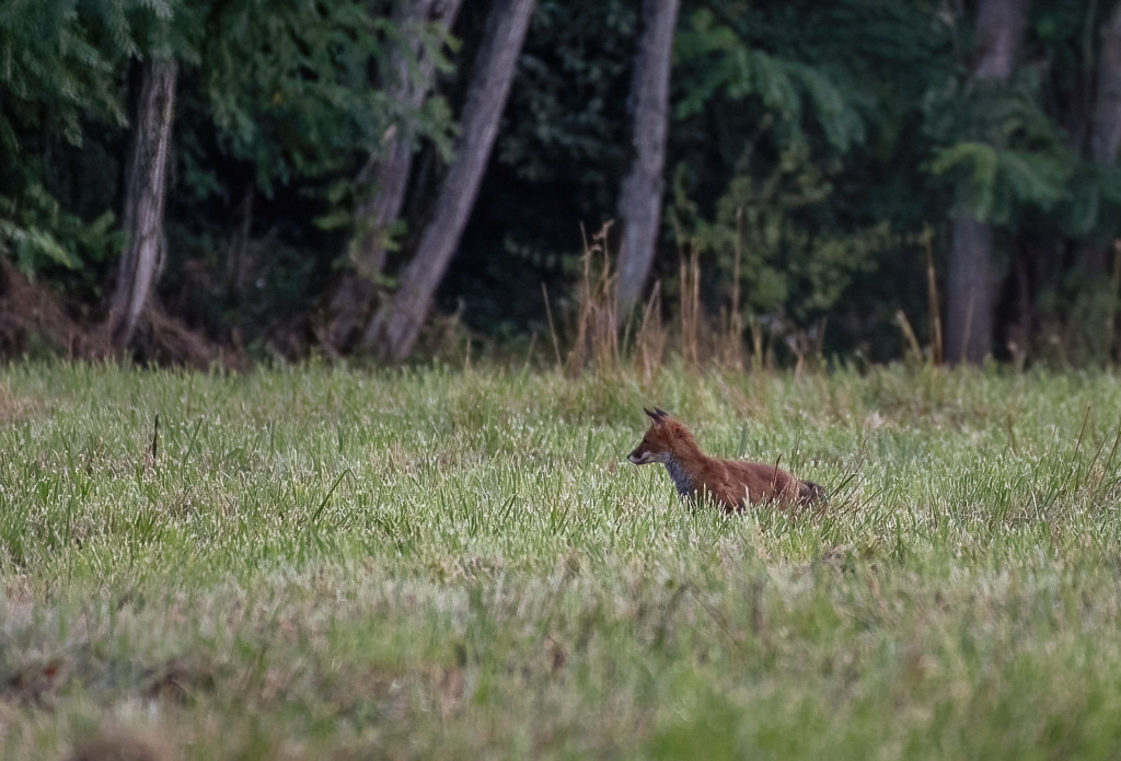 Renard -0-.jpg