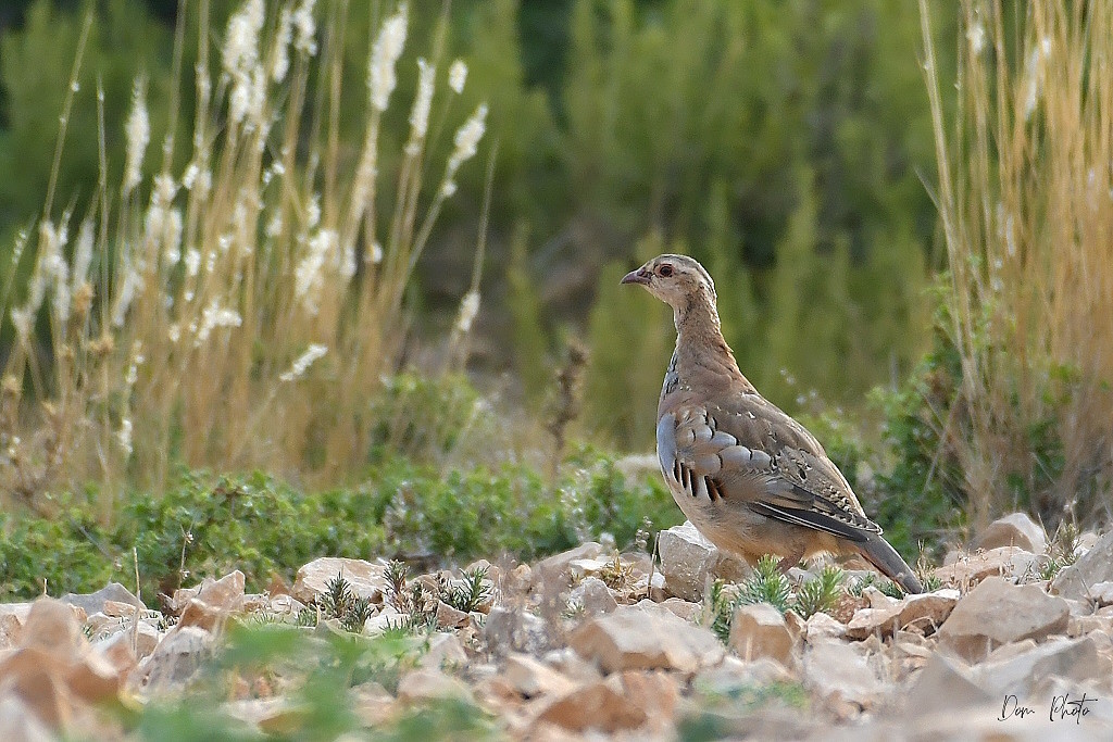 DSC_1613IN.jpg