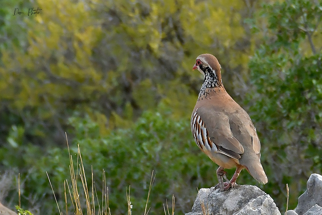 DSC_1620IN.jpg