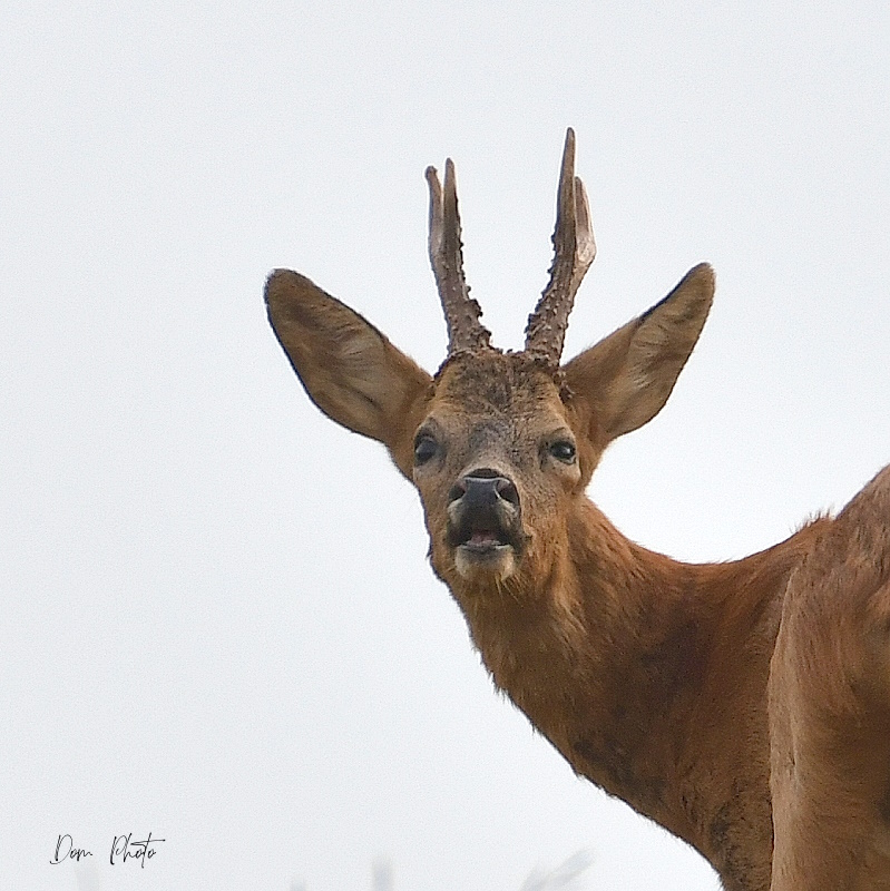 DSC_1664IN.jpg