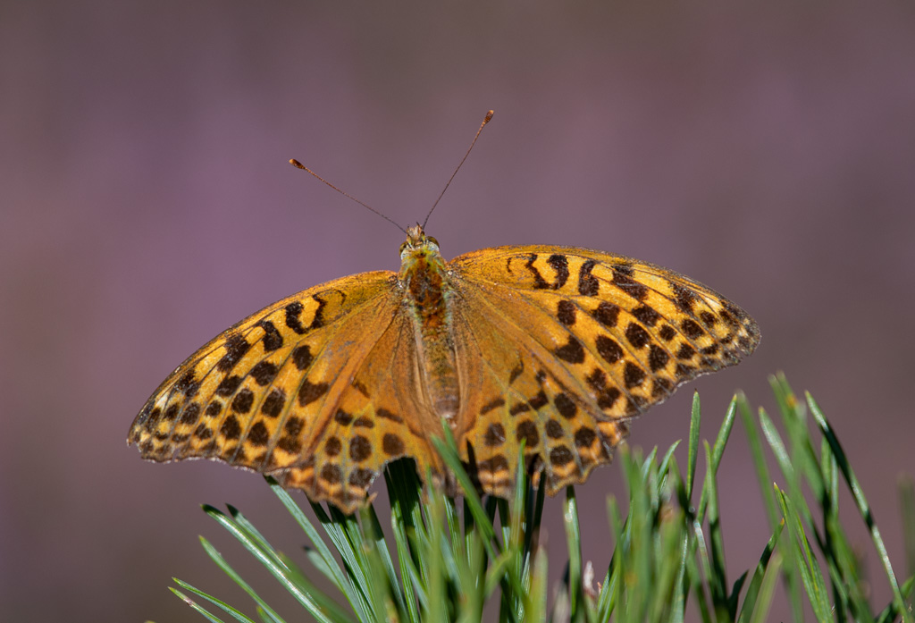 Papillon et bruyère fleurie. Tabac d'Espagne femelle.jpg