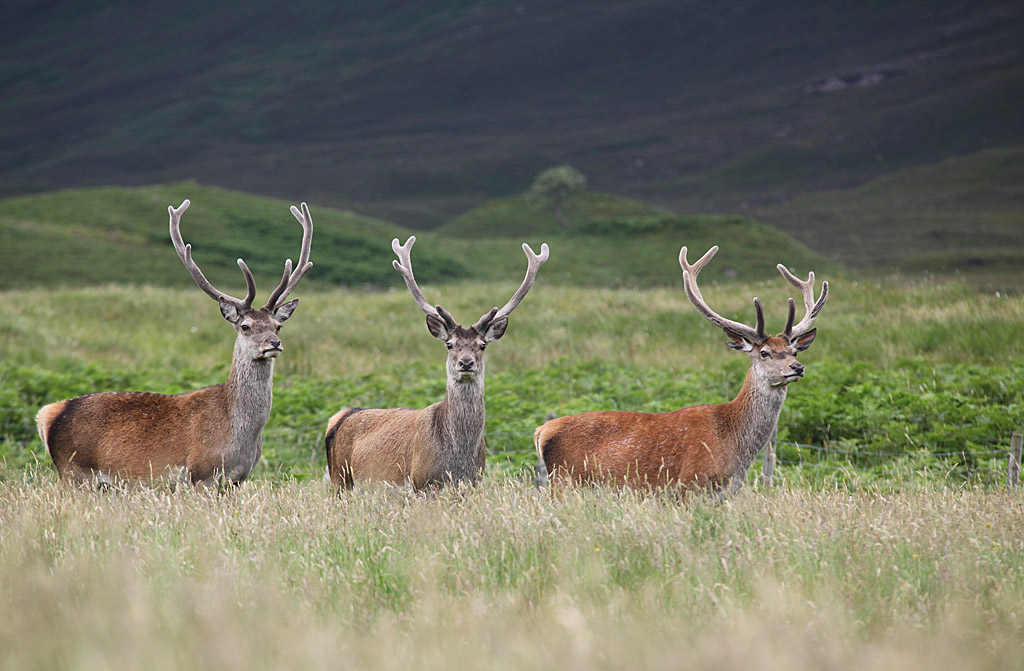 Cerf élaphe région d'Oban Ecosse JRi.jpg