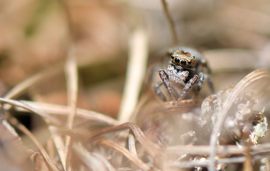 +DSC_2058.jpg