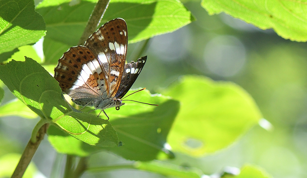 DSC_2142.jpg