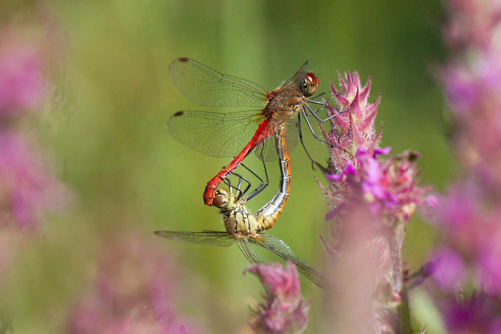 Sympetrum sanguineum.jpg