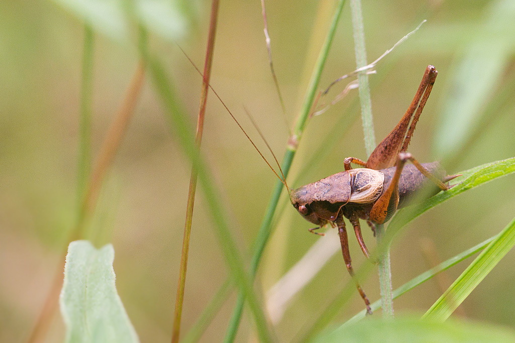 Pholidoptera griseoaptera  - decticelle cendrée mâle.jpg
