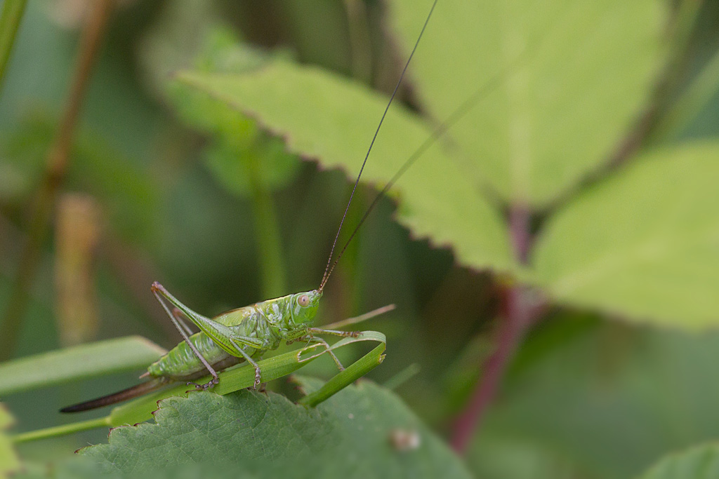 Conocephalus fuscus.jpg