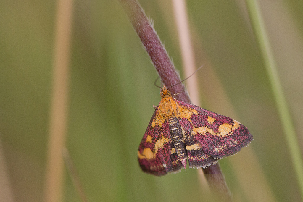 Pyrausta purpuralis.jpg