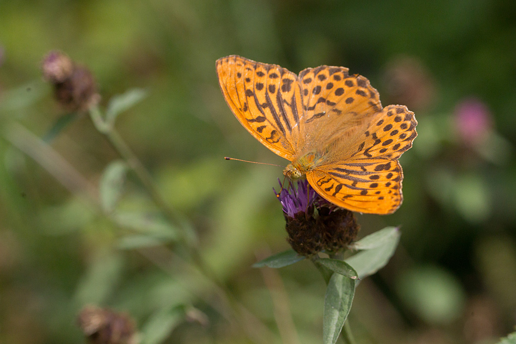 Le Tabac d'espagne - Argynnis paphia.jpg
