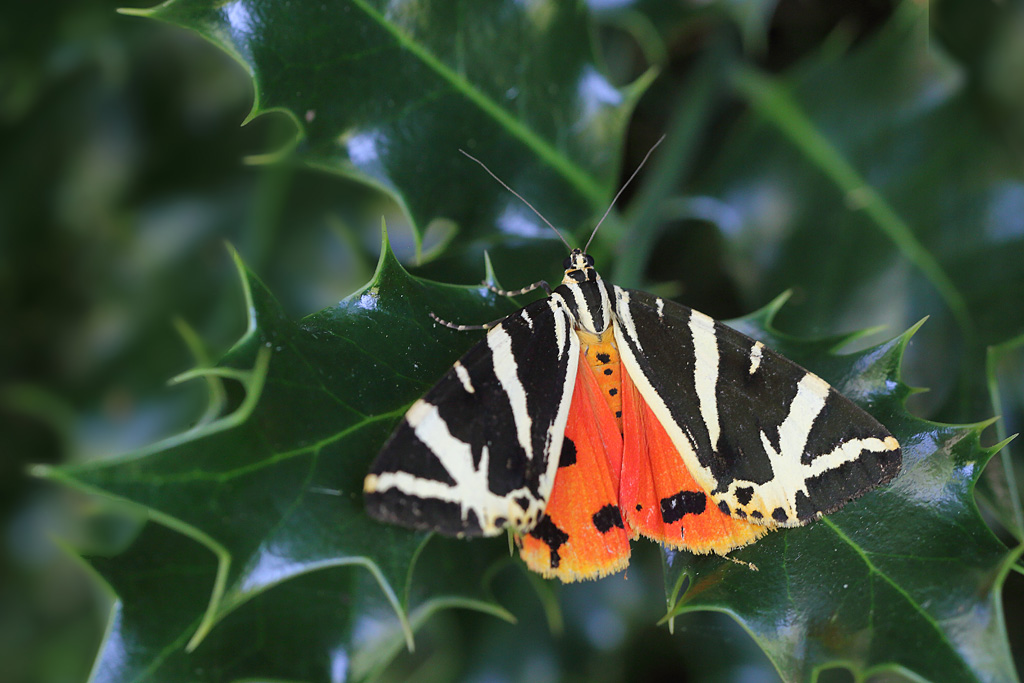 L' Ecaille chinée 2 - Euplagia quadripunctaria 4.JPG