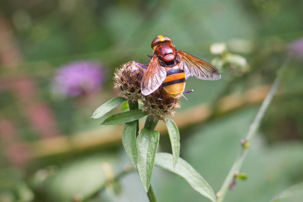 Volucella zonaria femelle.jpg