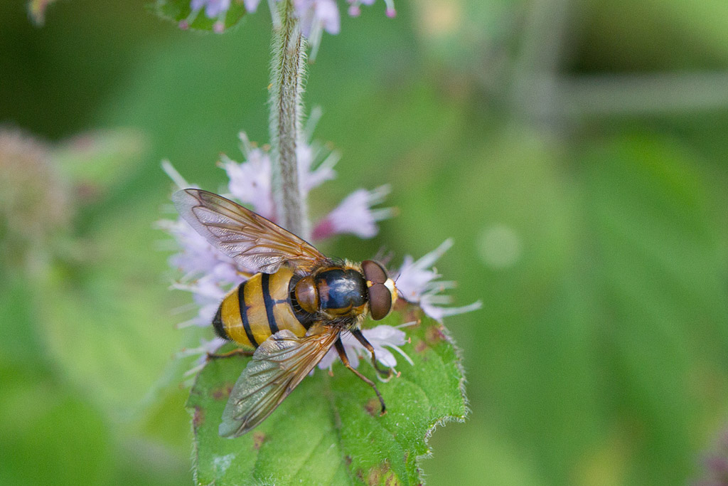 Volucella inanis.jpg