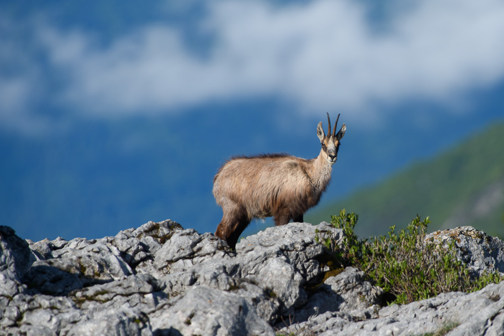 Chamois 2024_40.jpg