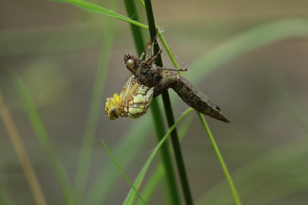1 IMG_9270X.JPG