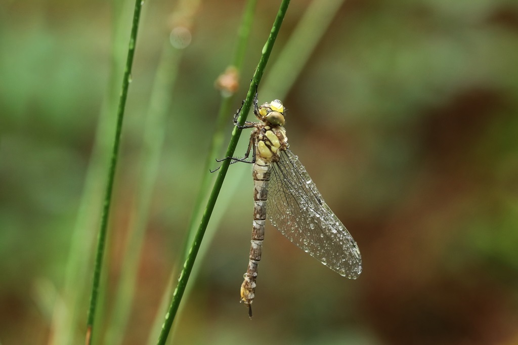 3 IMG_3596X.JPG