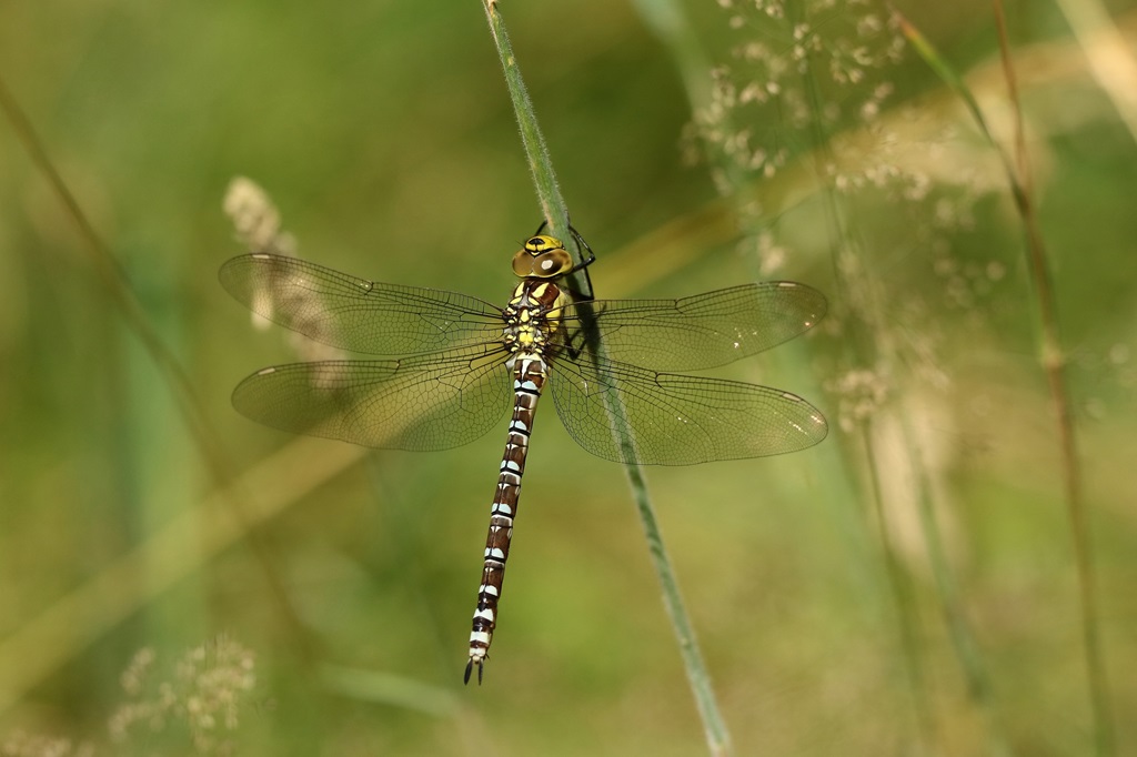 5 IMG_9468X.JPG