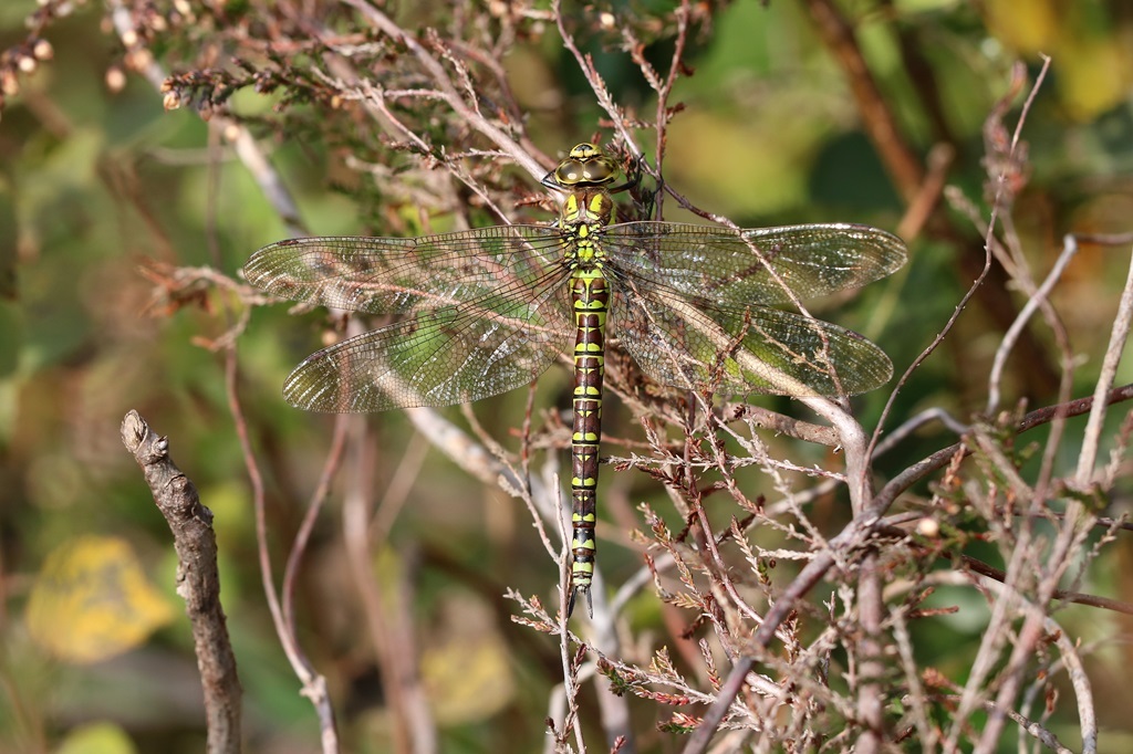 6 IMG_4730X.JPG