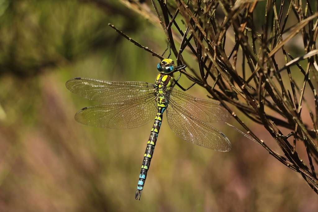 8 IMG_7020X.JPG