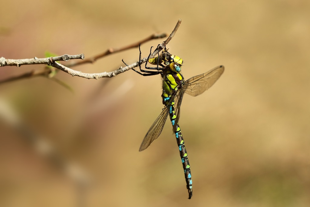 9 IMG_1957X2.JPG