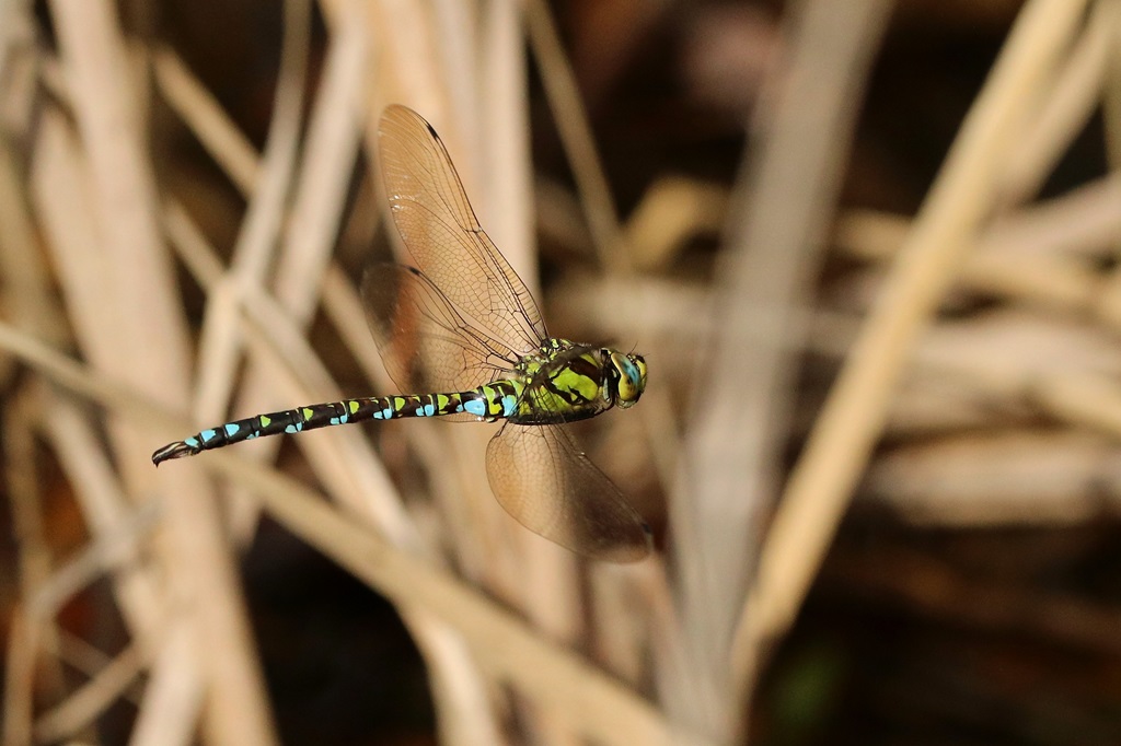 10 IMG_4722X2.jpg