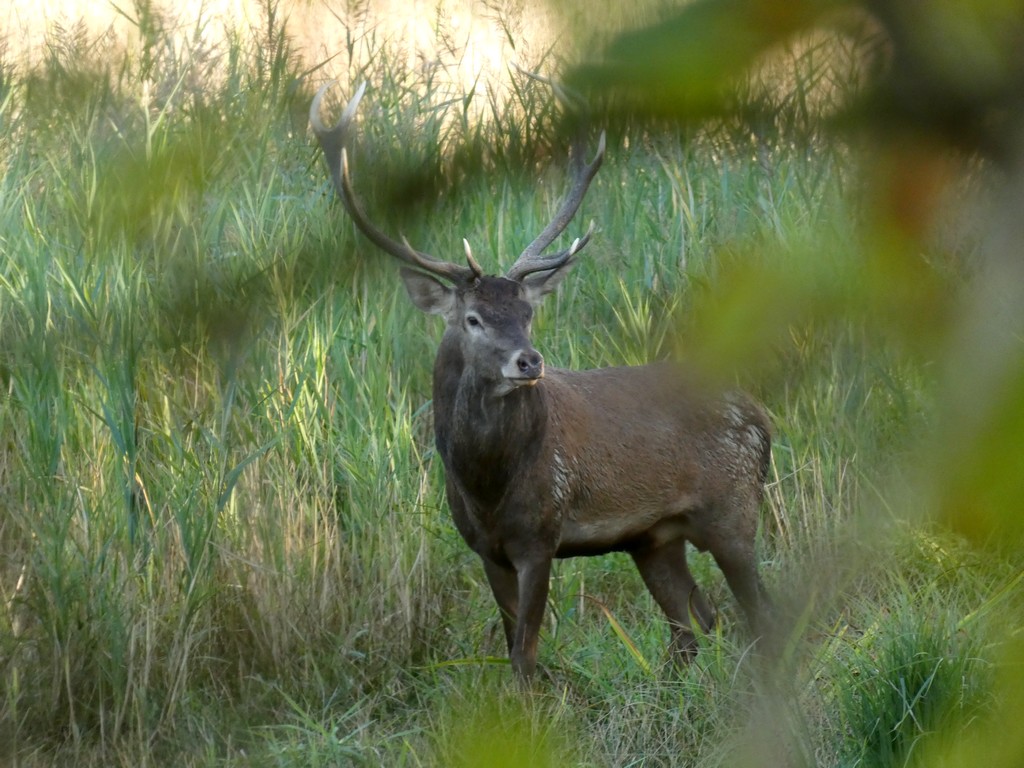 Cerf 2 1024px 256ko.JPG