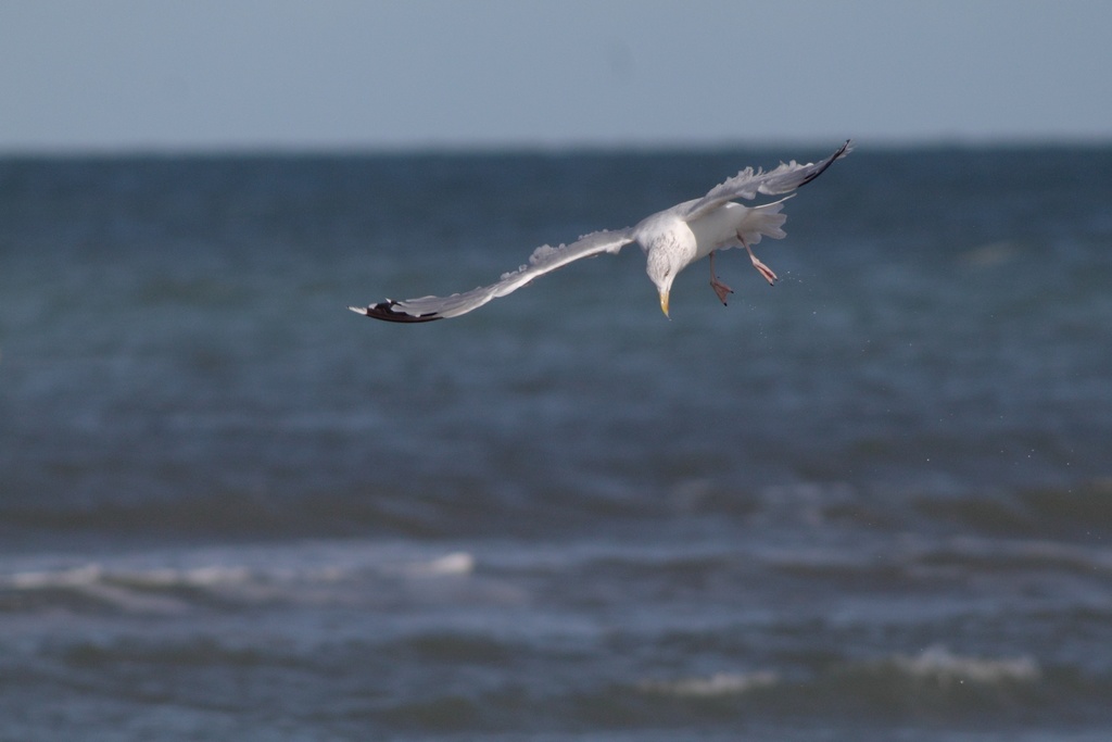 goeland_4.jpg