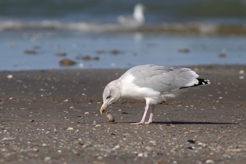 goeland_6.jpg