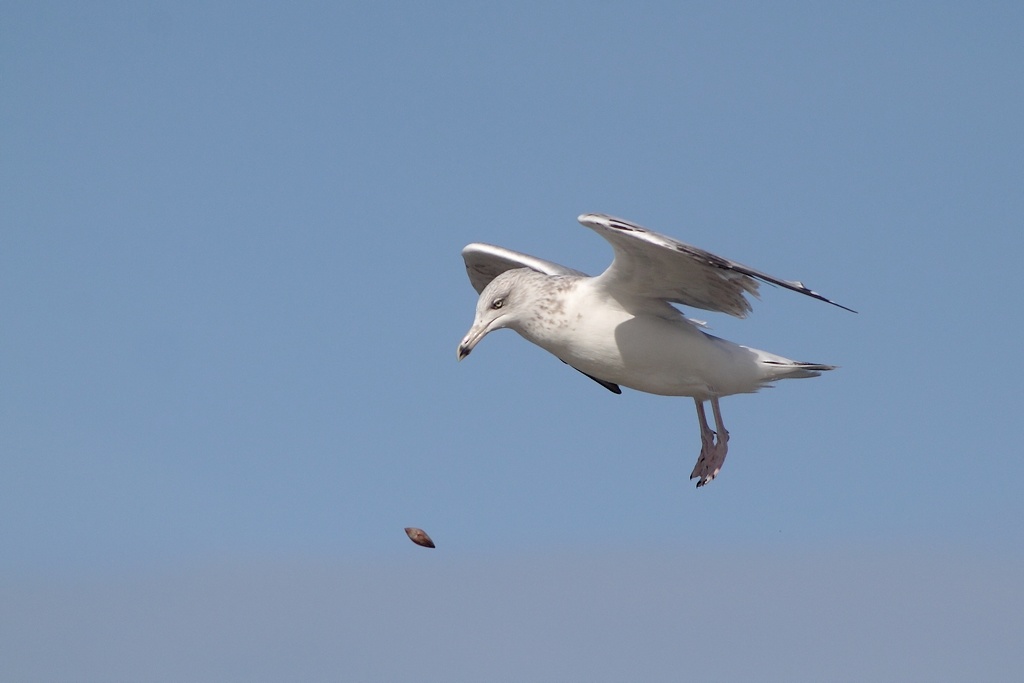 goeland_7.jpg