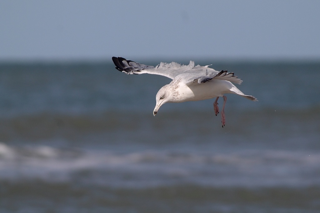 goeland_8.jpg