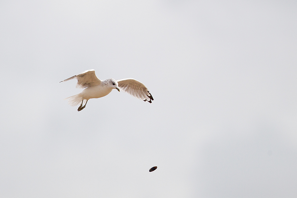 IMG_8736 comp.jpg