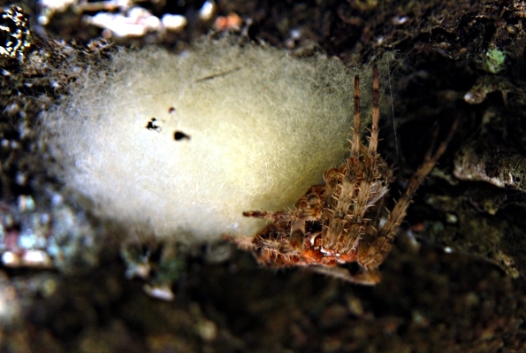 maman araignée2.JPG