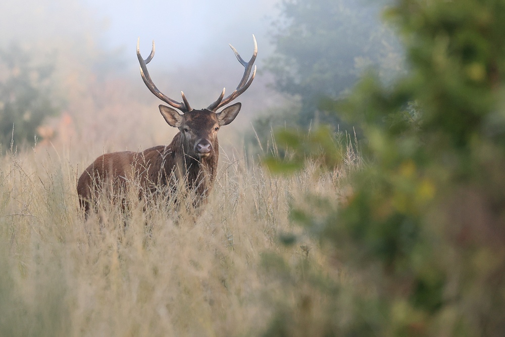 cerf 1.jpg