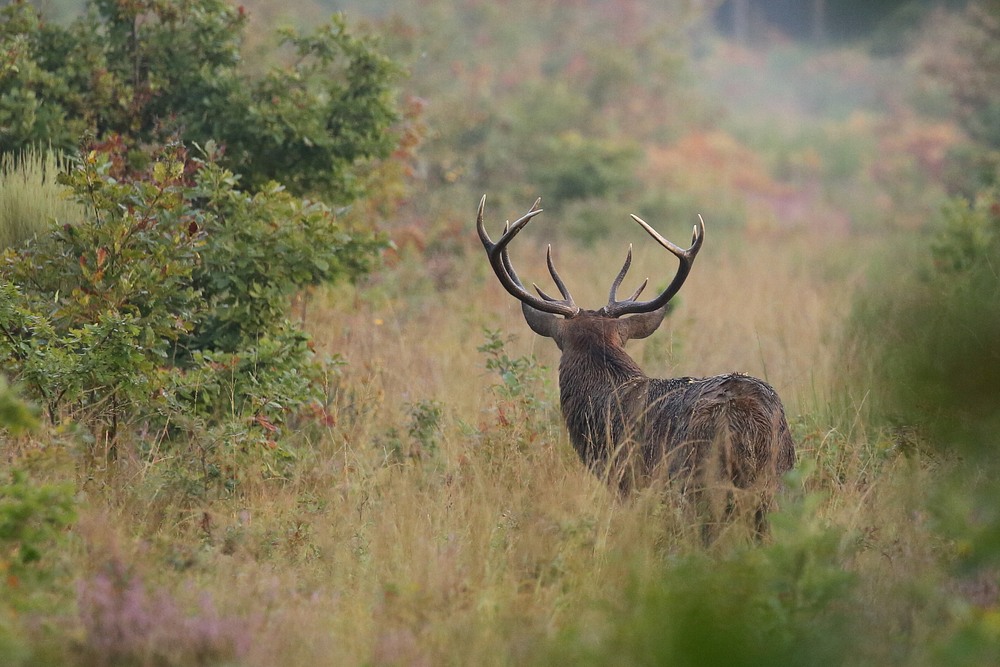 Cerf 2.jpg