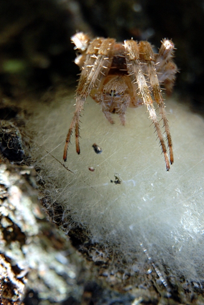 maman araignée4.JPG