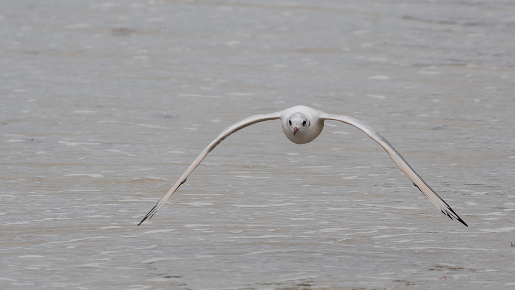 Mouette.jpg