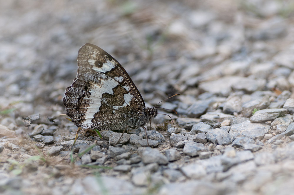 Silene-8.jpg