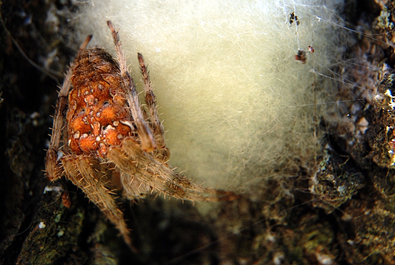 maman araignée3.JPG