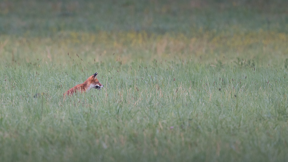 Renard 2024_11.jpg