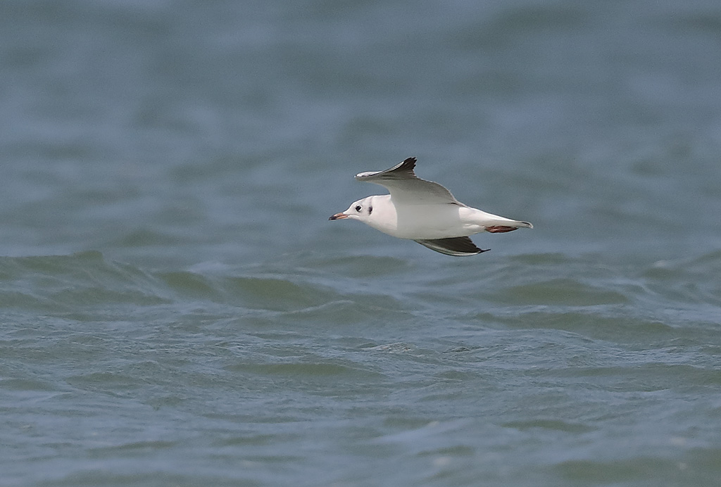 Mouette rieuse hiver 7.JPG