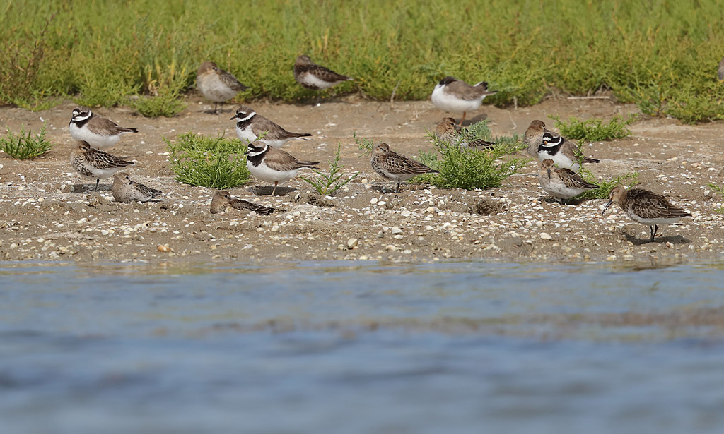 Bécasseau variable  et grand gravelot 3.JPG
