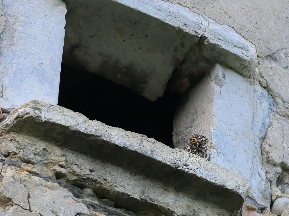 Cheveche d athena_6.jpg