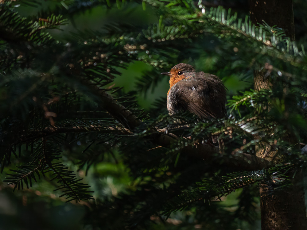 P1258206-Modifier-3I&N.jpg