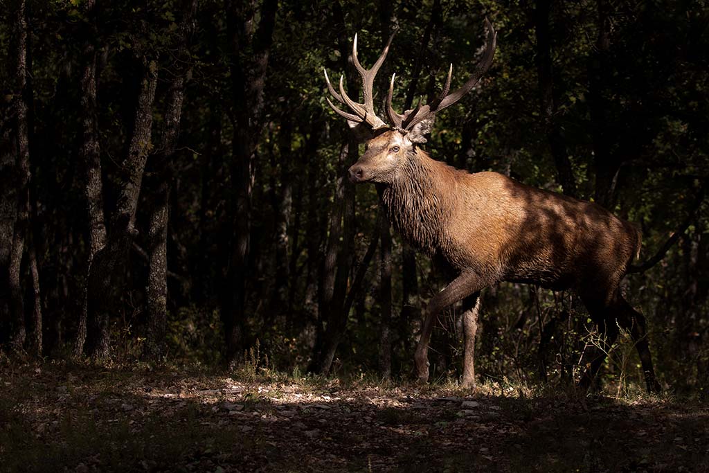 cerf élaphe .jpg