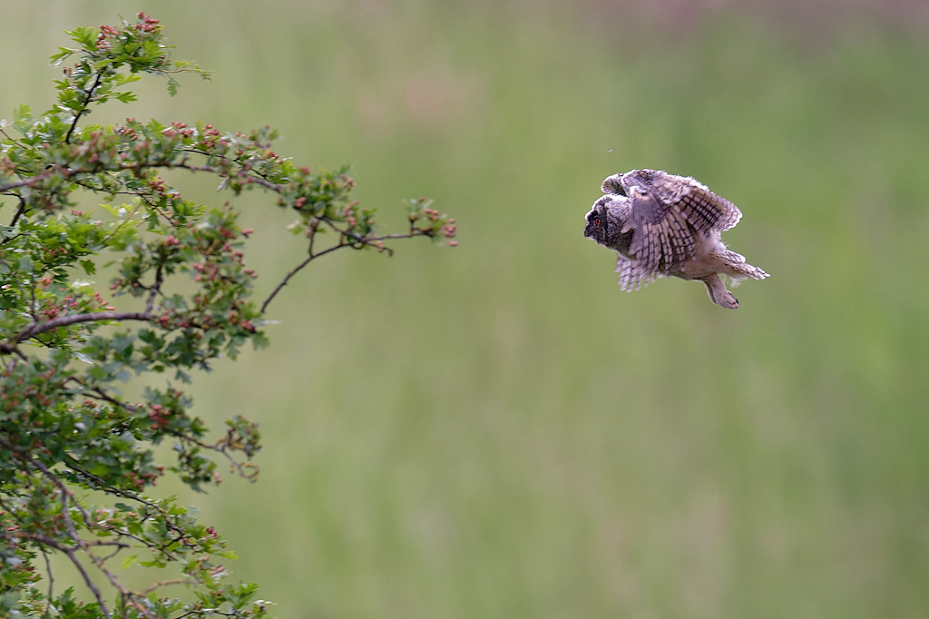 7DSC_6164_DxO.jpg