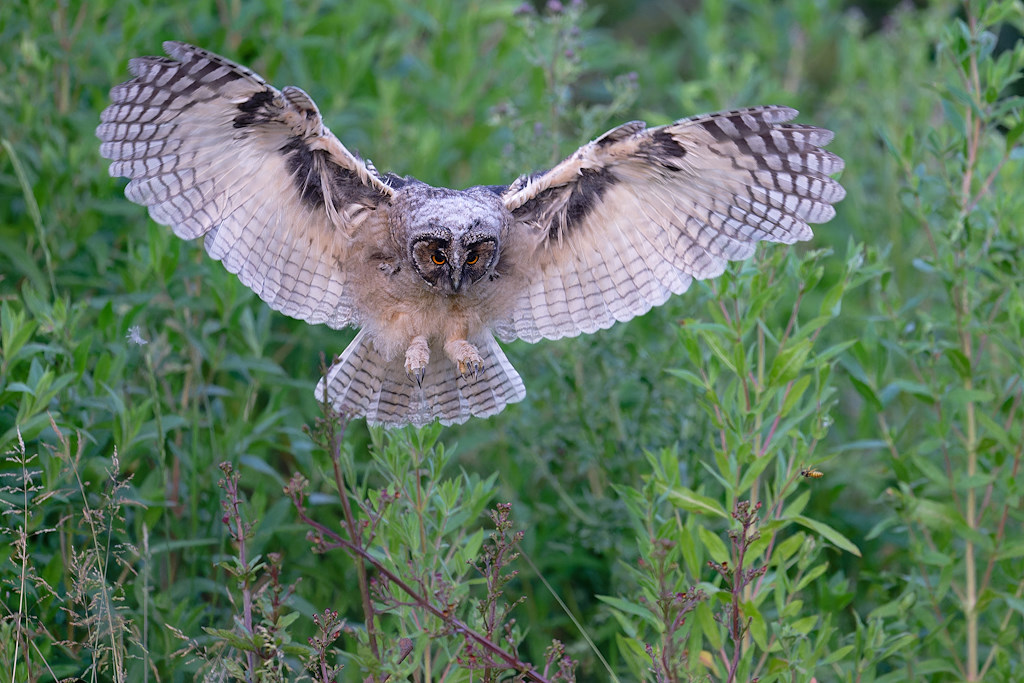 7DSC_7821_DxO.jpg