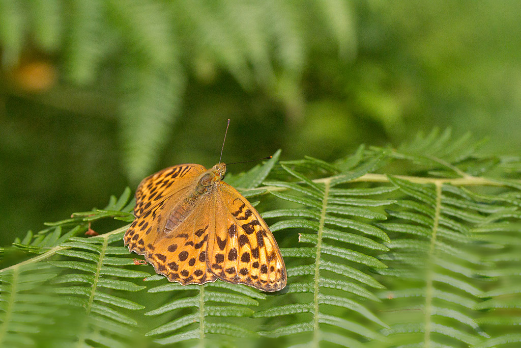 Le Tabac d'espagne - Argynnis paphia femelle.jpg