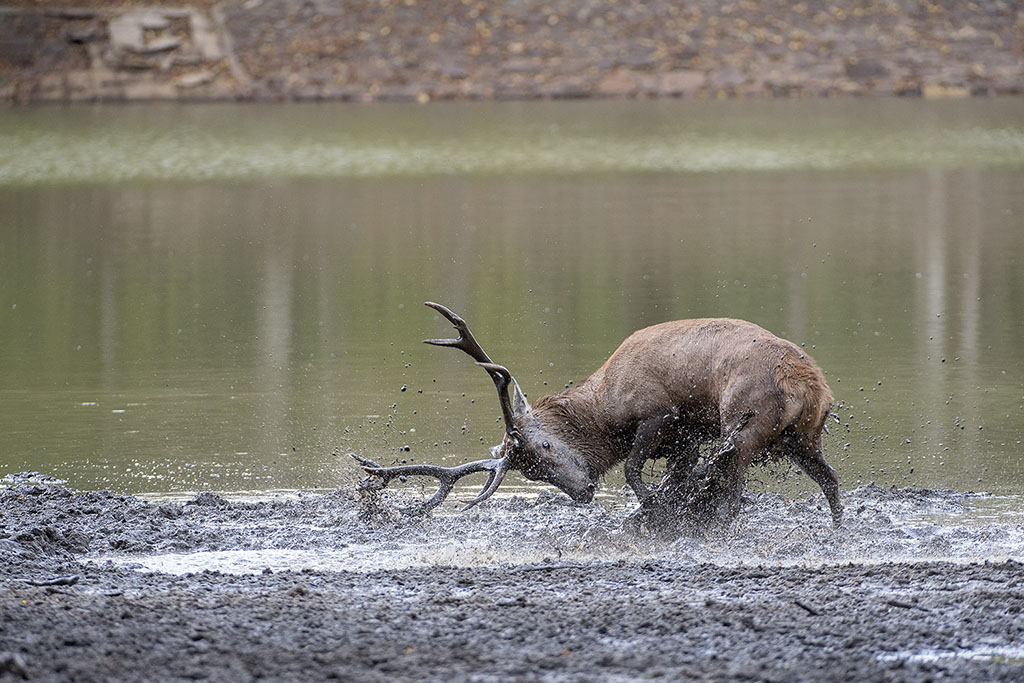 _DSC7770@Im et Nature.jpg