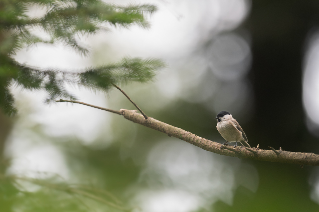 _DSC3181-Avec accentuation-Bruit.jpg