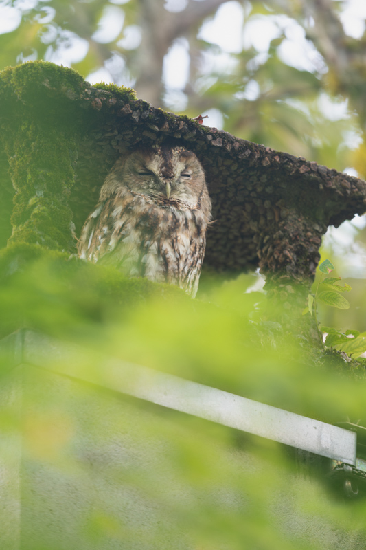 _DSC3274-Avec accentuation-Bruit.jpg